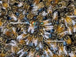 زنبورهای زیادی با فلش های سفیدی که به رقصنده و زنبورهای پیرو رقص اشاره می کنند کنار هم جمع شده اند.